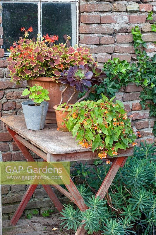 Pot garden, Begonia sutherlandii, Aeonium, Pelargonium hortorum Vancouver 