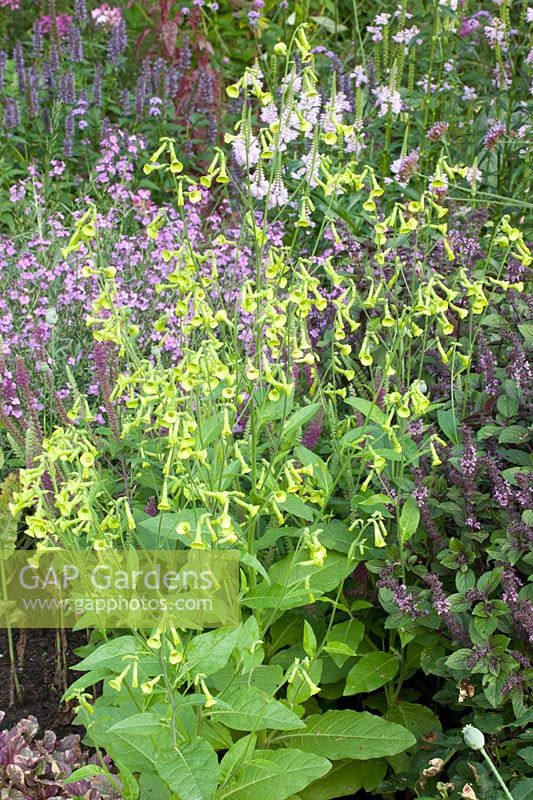 Bed with ornamental tobacco, basil and wallflower, Nicotiana langsdorfii, Ocimum basilicum, Erysimum Bowles Mauve 