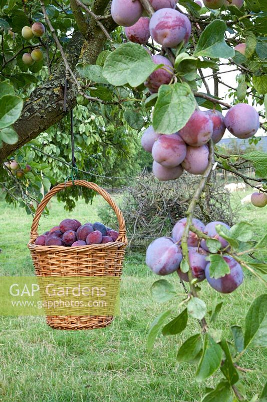 Plum harvest, Prunus domestica Belle de Louvain 