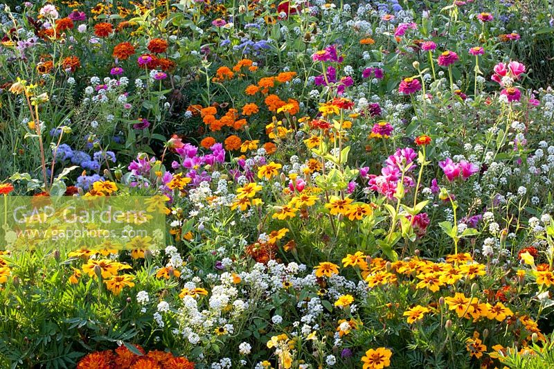 Bed with annuals, Tagetes patula, Zinnia elegans, Ageratum, Alyssum, Lobularia maritima 