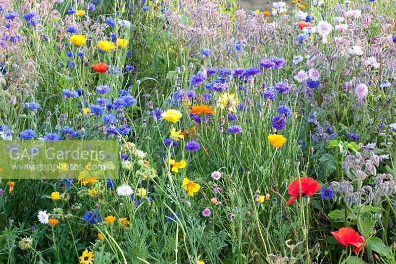 Bed with cornflower, marigold and borage, Centaurea cyanus, Borago officinalis, Calendula officinalis 