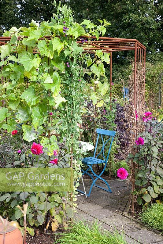 Vegetable garden with gourds on the trellis, Lagenaria siceraria 