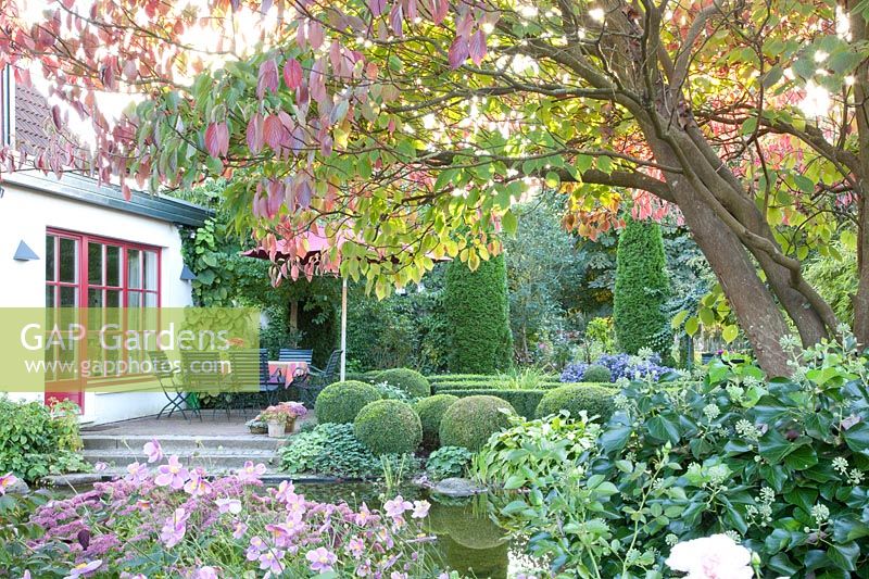 Autumn garden with pagoda dogwood, Cornus controversa 