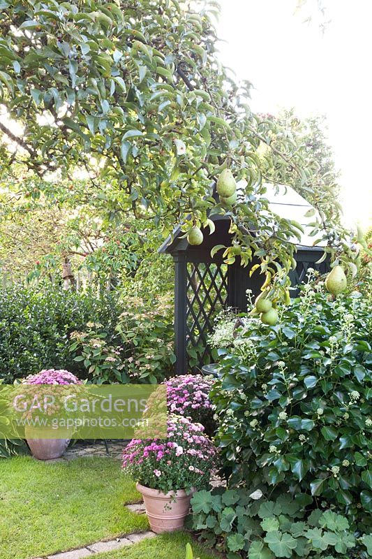 Autumn garden with pear tree, Pyrus communis Delicious from Charneux 