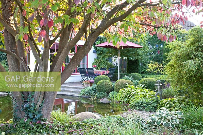 Autumn garden with pagoda dogwood, Cornus controversa 