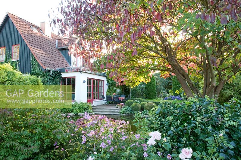 Autumn garden with pagoda dogwood, Cornus controversa 