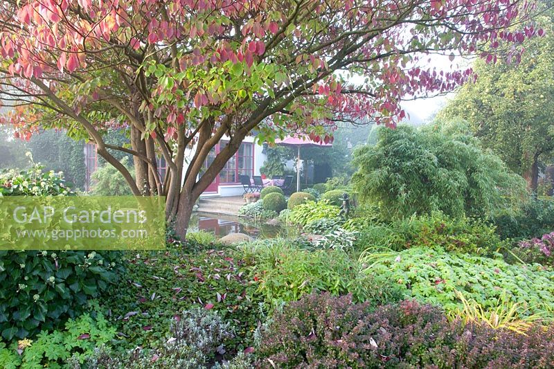 Autumn garden in the mist, pagoda dogwood, Cornus controversa 