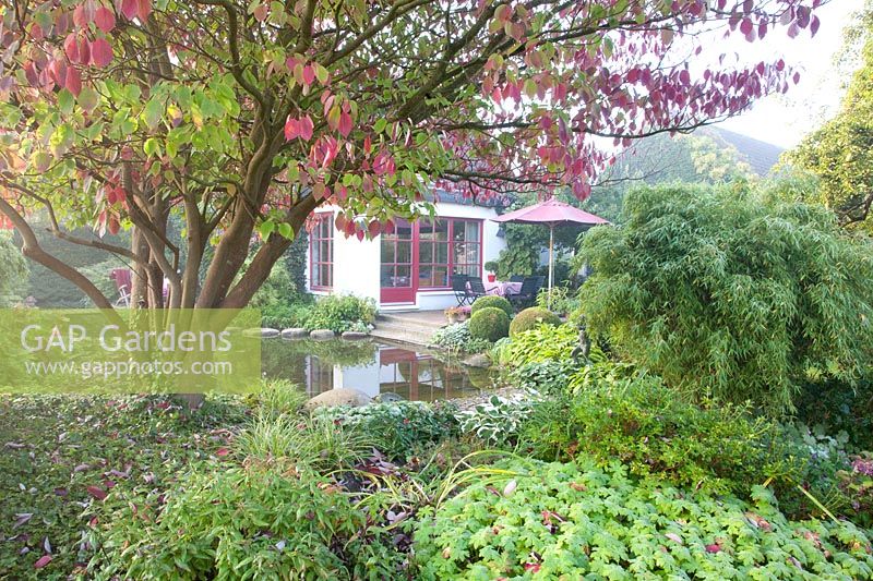 Autumn garden in the mist, Cornus controversa 