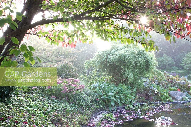 Autumn garden in the mist, pagoda dogwood, stonecrop, Cornus controversa, Sedum Herbstfreude 