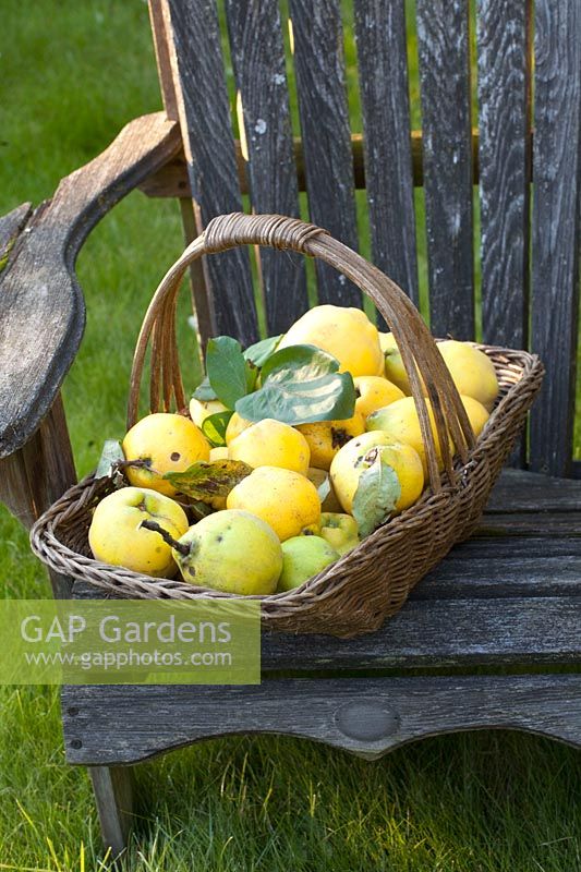 Quinces in a basket, Cydonia oblonga 