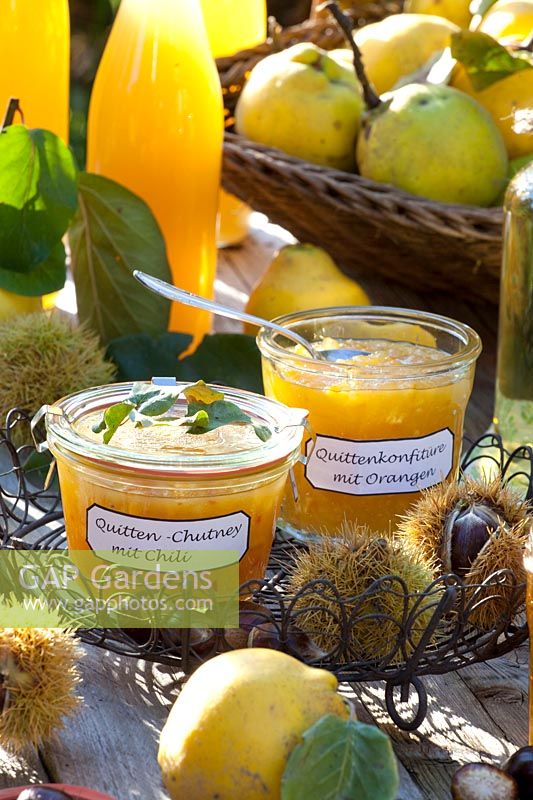 Quince chutney and quince jam, Cydonia oblonga 