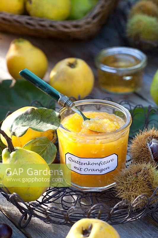 Quince jam with oranges, Cydonia oblonga 