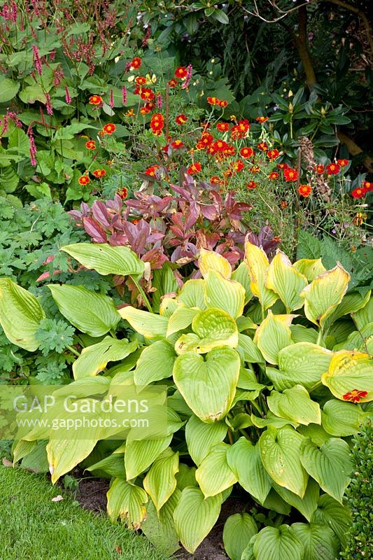 Hosta, Tagetes, Persicaria amplexicaulis 