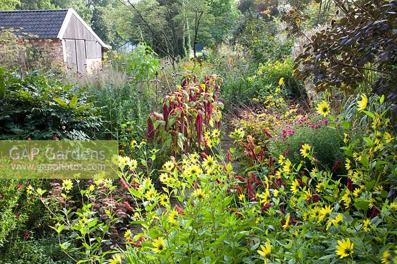 Bed with annuals, perennials and grasses 