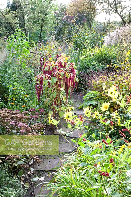 Bed with annuals, perennials and grasses 