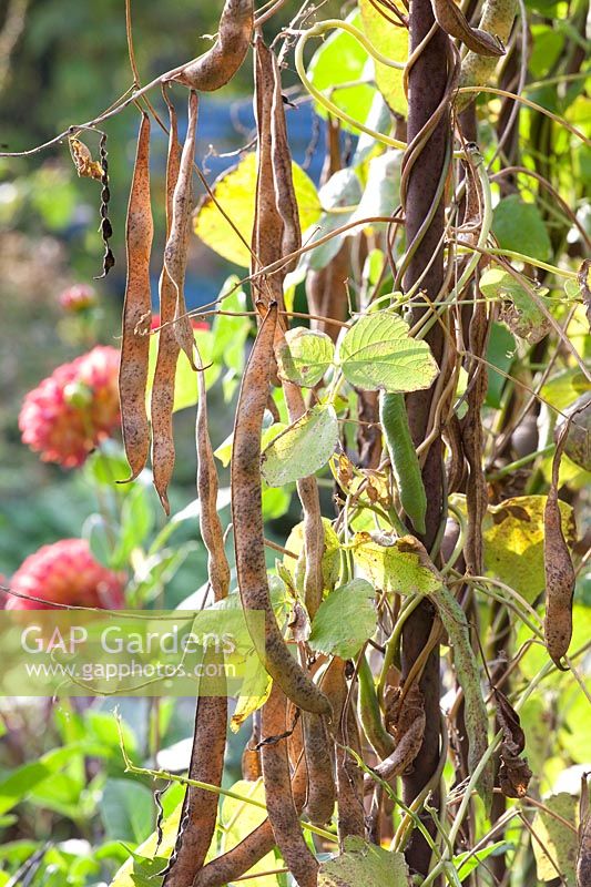 Unharvested runner beans in autumn, Phaseolus vulgaris 