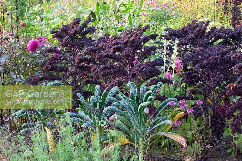 Kale and palm cabbage in the autumn garden, Brassica oleracea Redbor, Brassica oleracea Nero di Toscana 