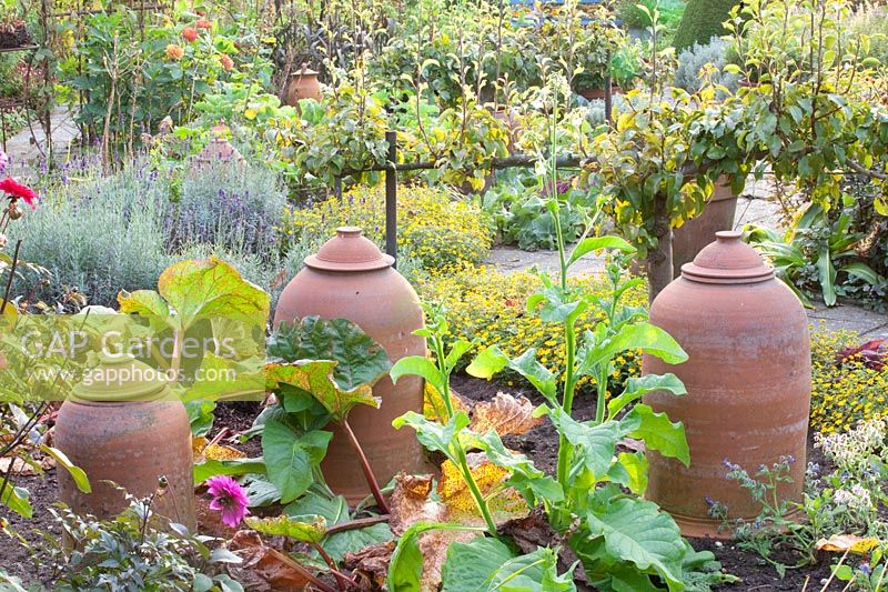 Autumnal vegetable garden with pear espalier, Pyrus communis Bonne Louise d'Avranches 