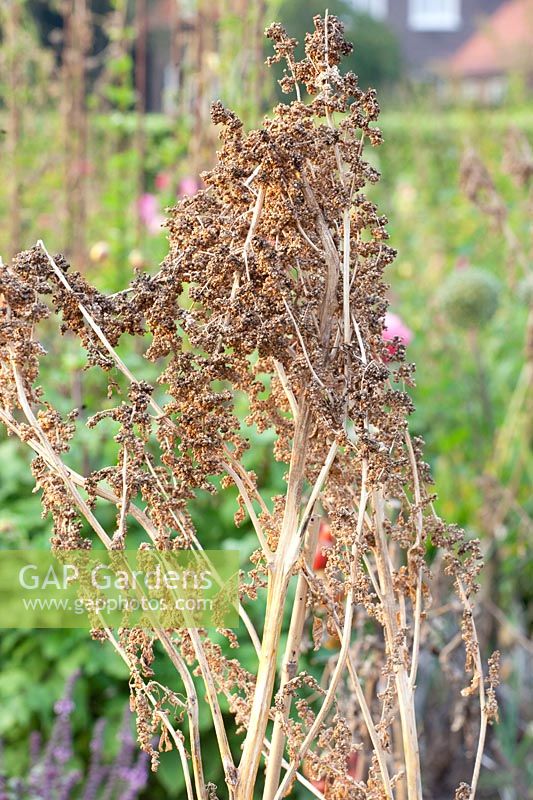 Seeds of orache, Atriplex hortensis 