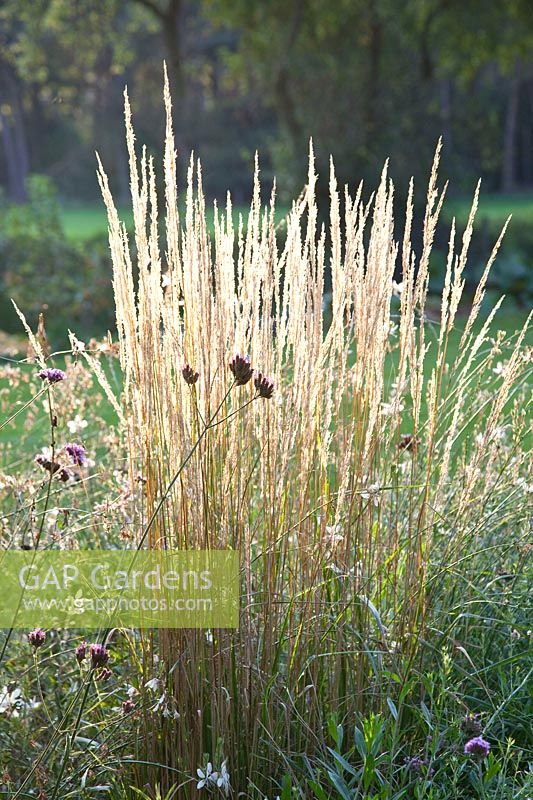 Reedgrass, Calamagrostis acutiflora Overdam 