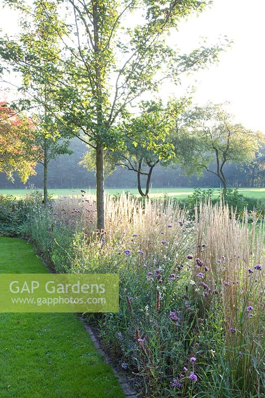 Reedgrass and primrose under trees, Calamagrostis acutiflora Overdam, Gaura lindheimeri Whirling Butterflies 