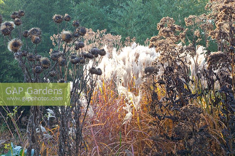 Seed heads, Eupatorium maculatum Bartered Bride, Miscanthus sinensis Malepartus, Cynara 