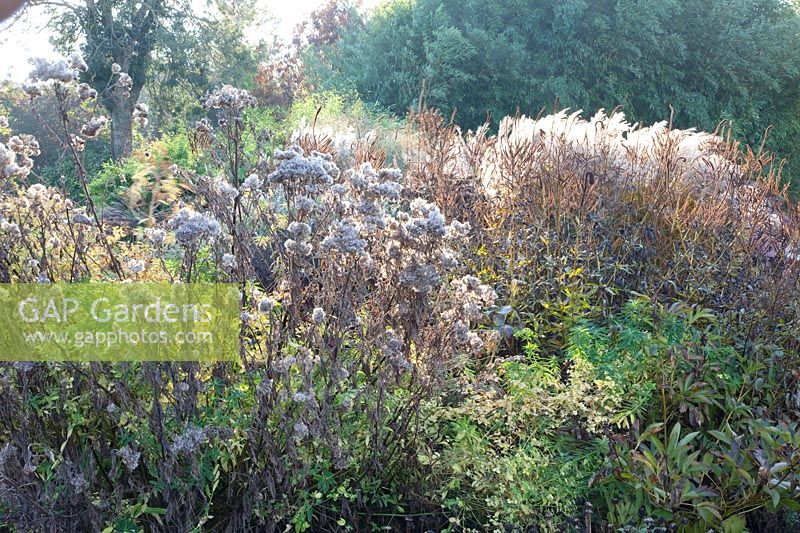 Seed heads, Miscanthus sinensis Flamingo 