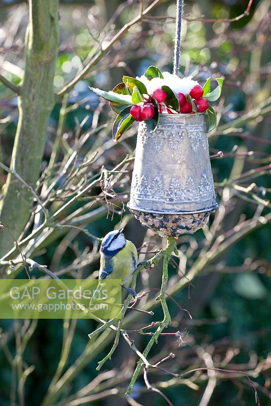 Feeding bell with blue tit 