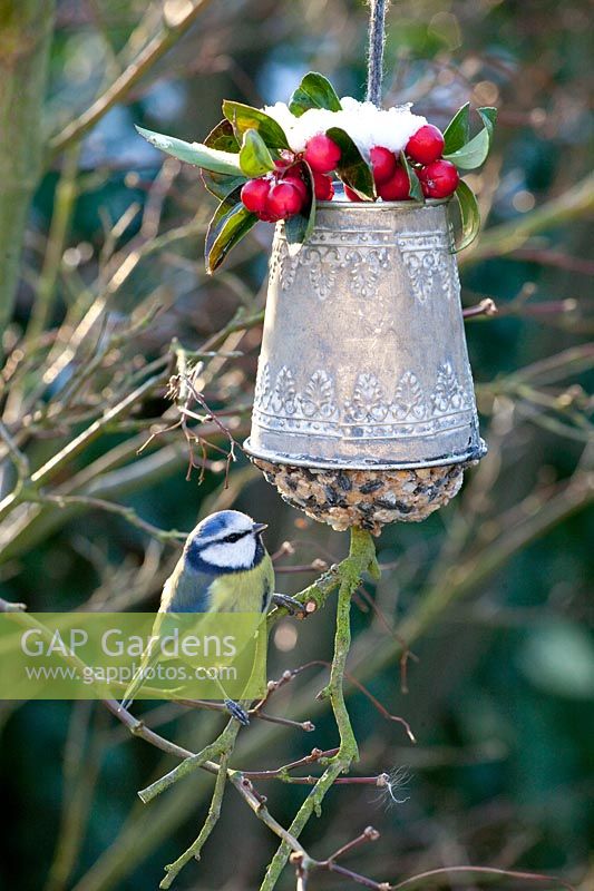 Feeding bell with blue tit 