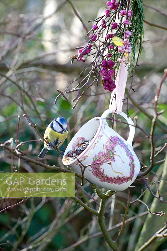 Cup with bird food and blue tit 