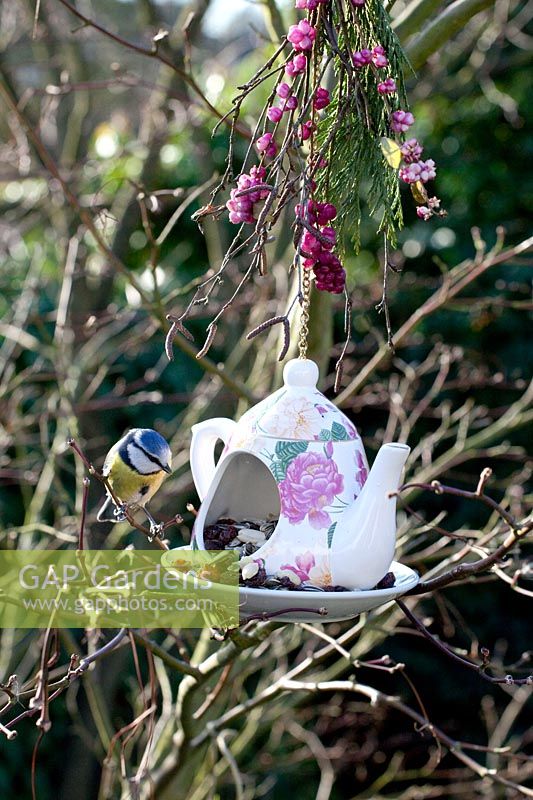 Teapot feeder with bird food and blue tit 