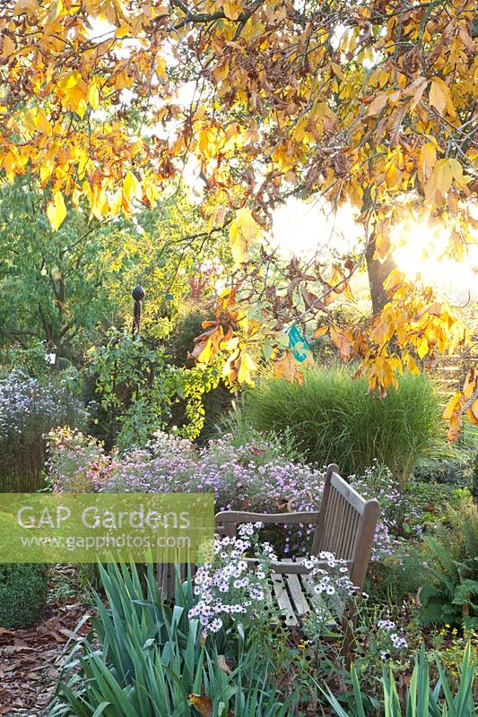 Seating area in autumn under hickory tree, pecan, Carya ovata 