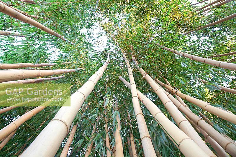 THE address for bamboo: Kimmei Nursery 