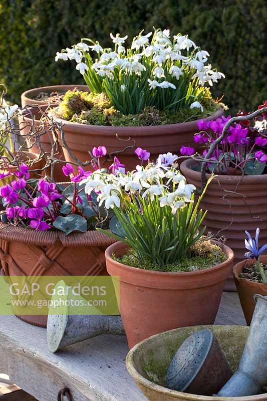 Stillife Winter cyclamen and snowdrops, Cyclamen coum, Galanthus nivalis Flore Pleno 