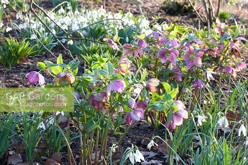Bed with Lenten roses and snowdrops, Helleborus orientalis, Galanthus John Long 