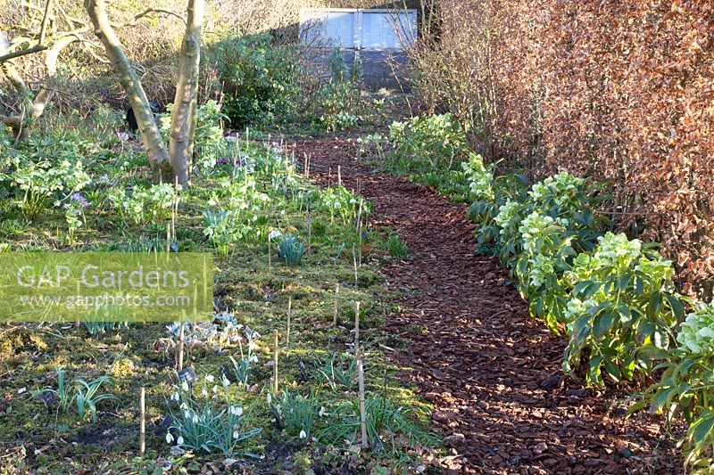 Lenten roses and bulbous plants, Helleborus orientalis 