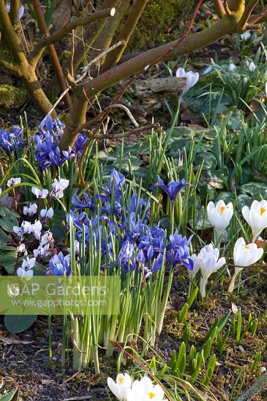 Cyclamen coum, Crocus vernus Jeanne d'Arc, Iris reticulata Clairette 