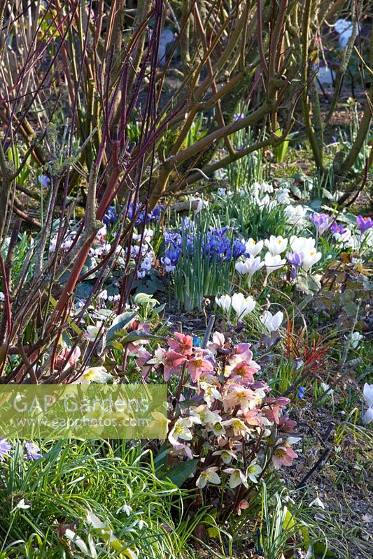 Cyclamen coum, Crocus vernus Jeanne d'Arc, Iris reticulata Clairette, Helleborus 