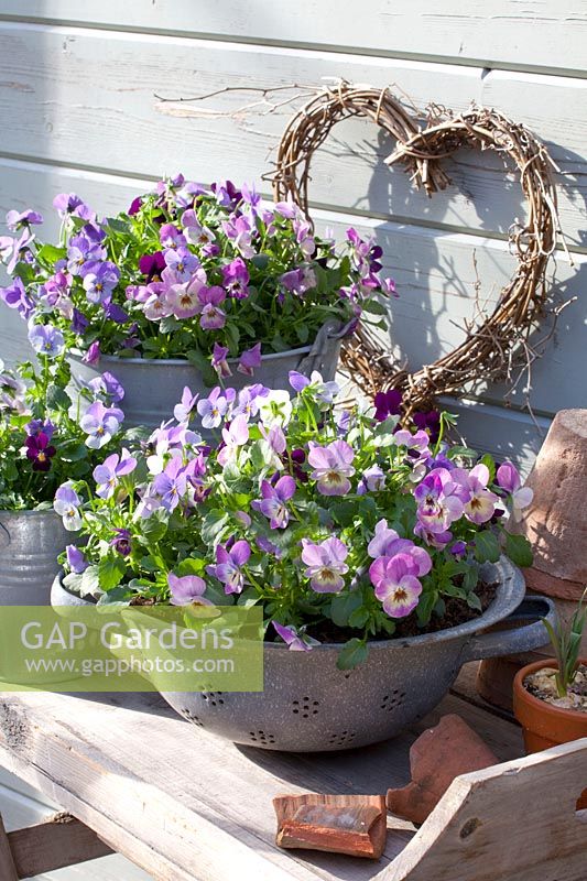 Horned violets in enamel sieves and zinc buckets, Viola cornuta 