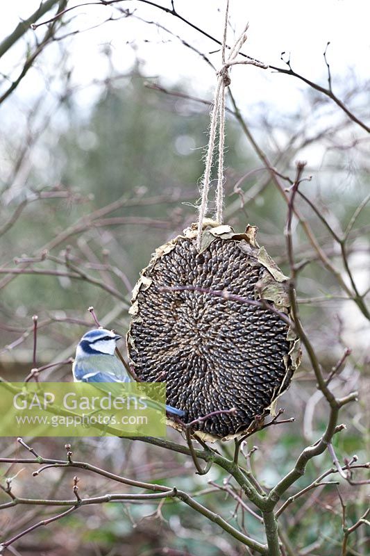 Dried sunflower with blue tit 
