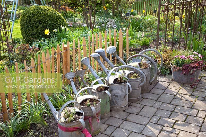 Planted watering cans, Spanish daisy, Erigeron karvinskianus 