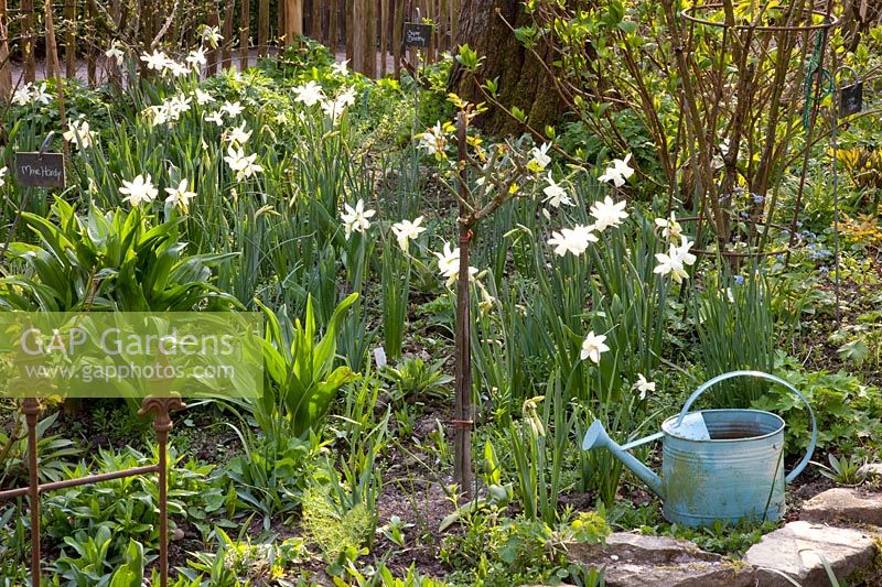 Bed with daffodils, Narcissus triandrus Thalia 