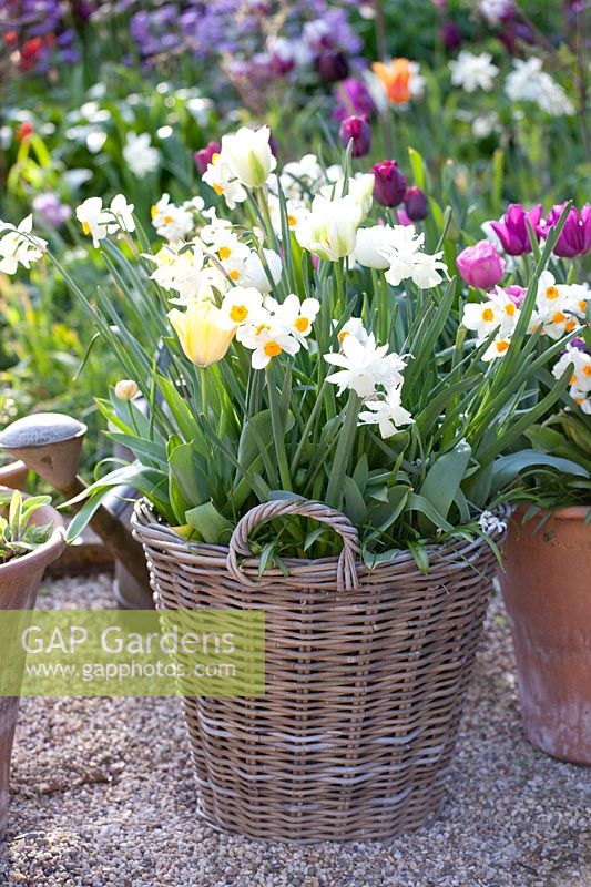 Bulb plants in a basket, Narcissus triandrus Thalia, Narcissus tazetta Geranium, Tulipa Spring Green, Tulipa Ronaldo, Tulipa Passionale 