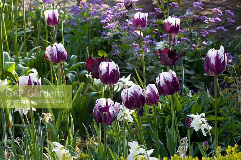 Tulipa Rems Favourite, Narcissus triandrus Thalia, Tulipa Black Parrot 
