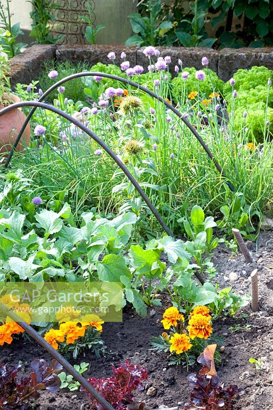 Herbs, radishes, lettuce and marigolds in raised beds, Allium schoenoprasum, Raphanus sativus, Lactuca sativa, Tagetes 