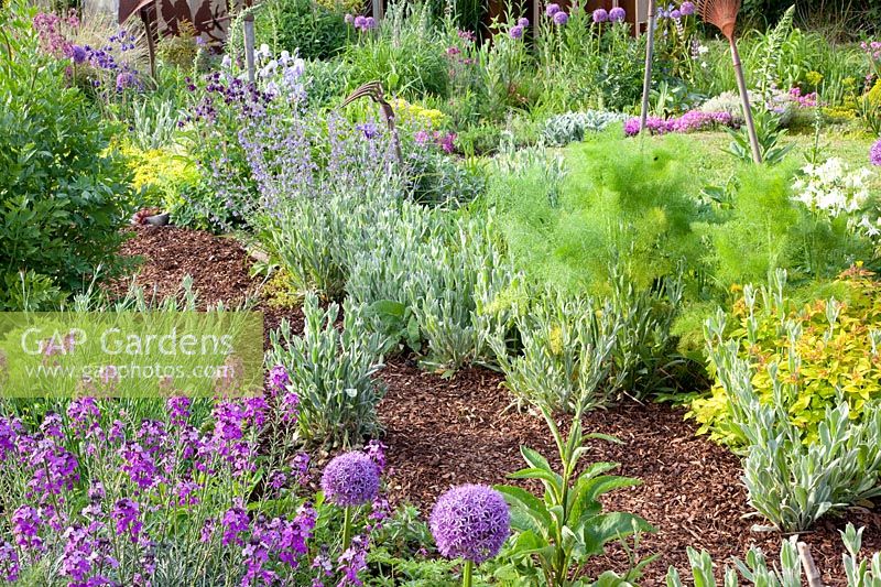 Country Garden, Erysimum Bowles Mauve, Allium Globemaster, Foeniculum vulgare, Lychnis coronaria, Nepeta 