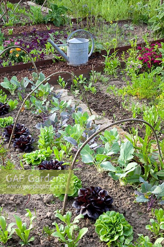 Rural kitchen garden with kohlrabi and lettuce, Lactuca sativa Salanova, Lactuca sativa Salanova Gaugin, Brassica oleracea 