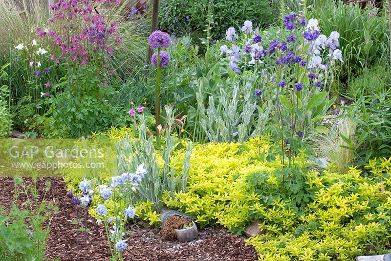 Rural garden with perennials and herbs, Origanum vulgare Aureum, Iris barbata, Aquilegia 