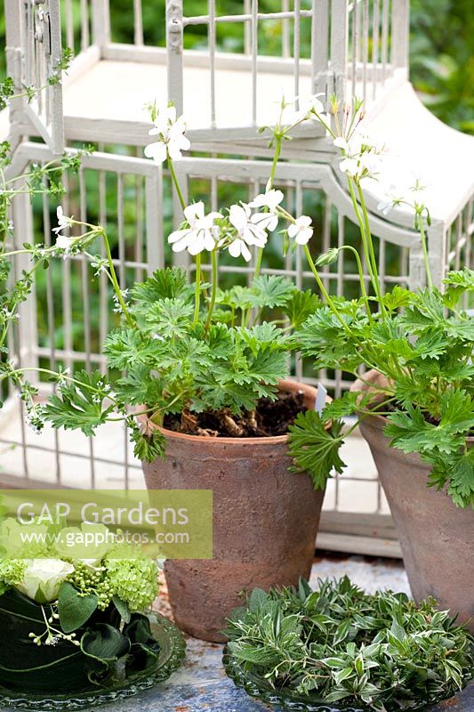 Still life with scented pelargoniums, Pelargonium 