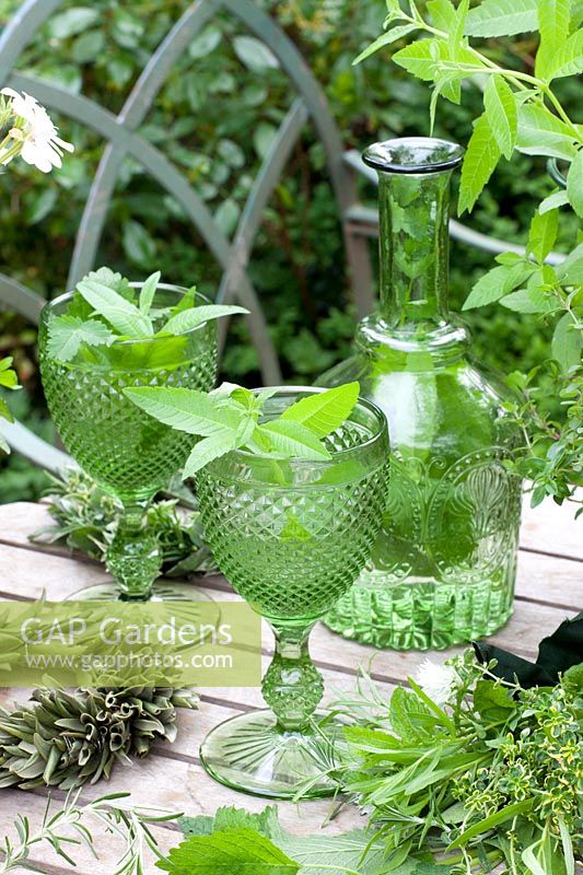 Herbal lemonade with lemon verbena, Aloysia citrodora 